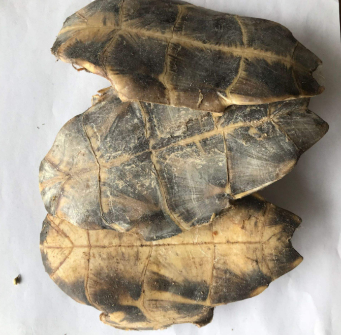 龟板的功效与作用有哪些