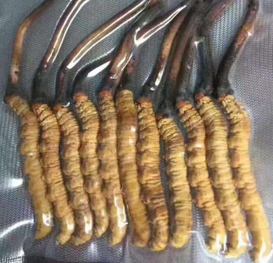 虫草对人体的作用功效