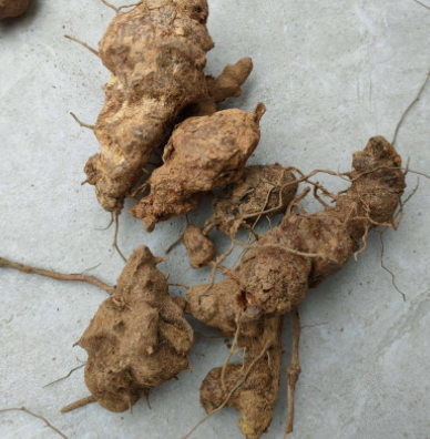 土茯苓降尿酸治痛风吗