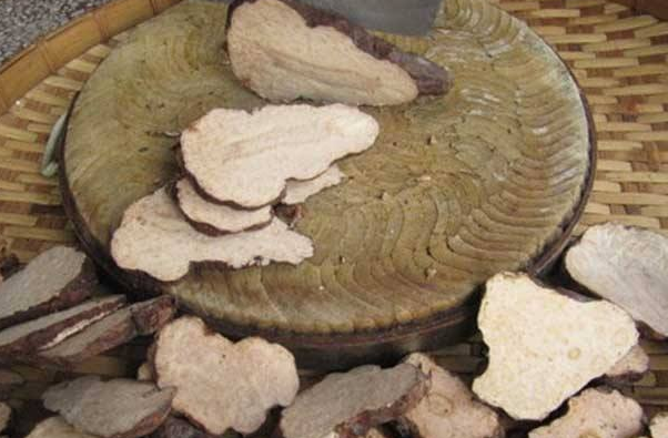 吃何首乌能治脂肪肝吗