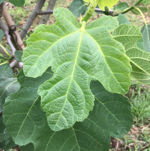 无花果叶的毒性图片