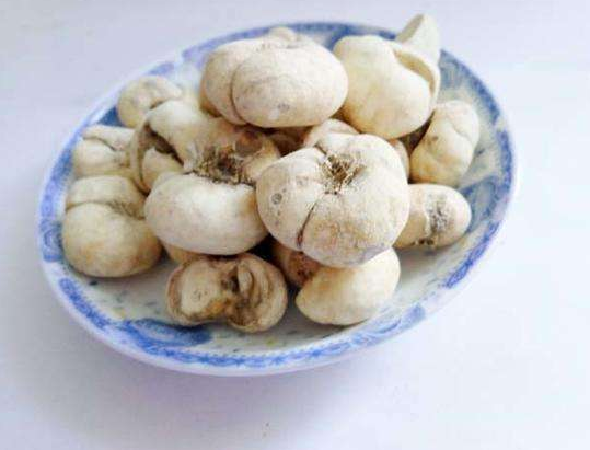 渐贝母的功效与作用是什么