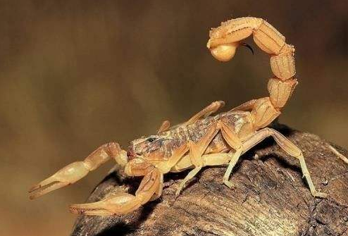 蝎毒养肾活血酒的功效