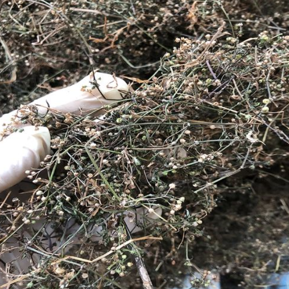 白花蛇舌草的药性是什么