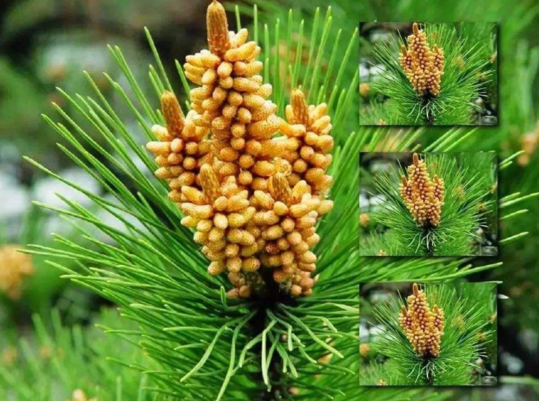 松树花粉的功效与作用有哪些