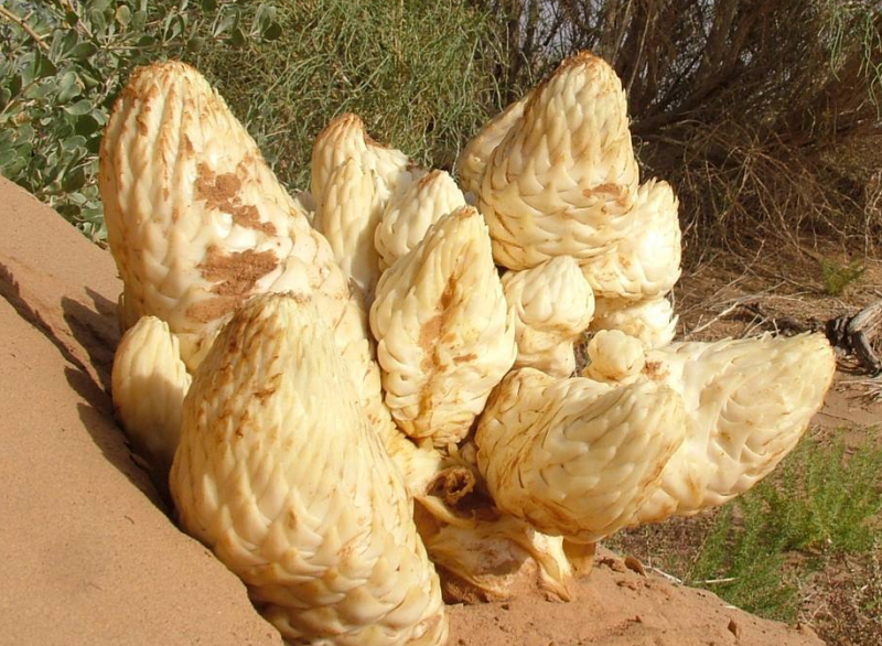 肉苁蓉可可不可以常吃