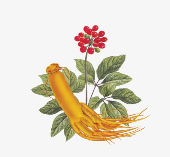人参的配伍禁忌有哪些呢