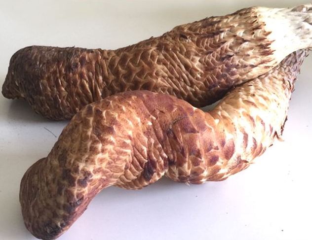 肉苁蓉怎么吃最好呢