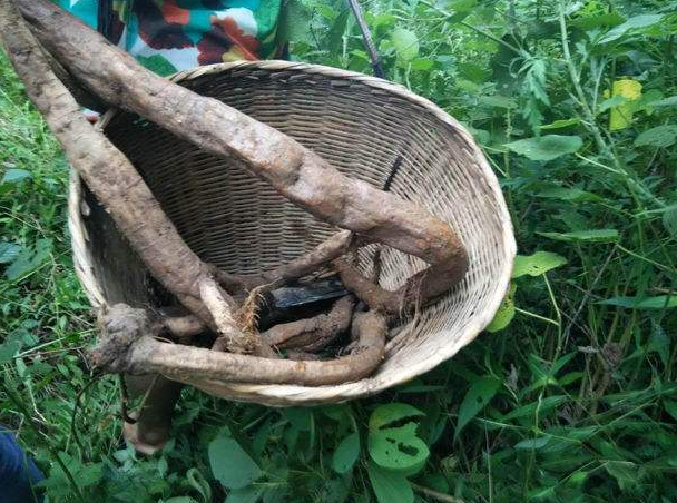 野葛根可以长期服用的吗