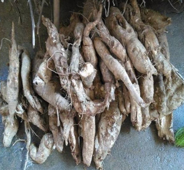 葛根和野葛根的区别是什么呢