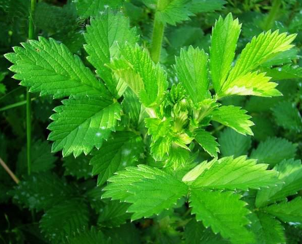 仙鹤草妙用十则有哪些