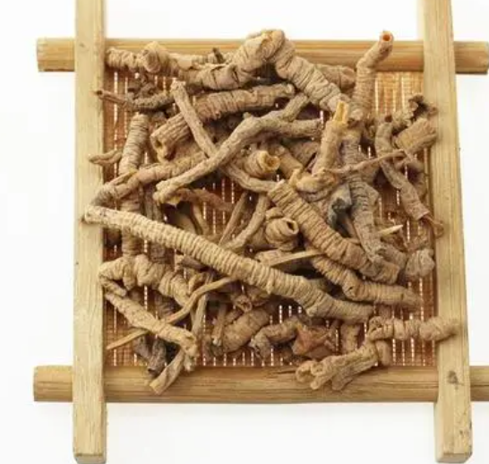 远志筒的功效与作用是什么呢