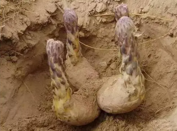 肉苁蓉对身体好吗