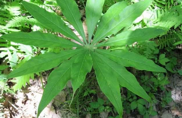 天南星药用价值有哪些