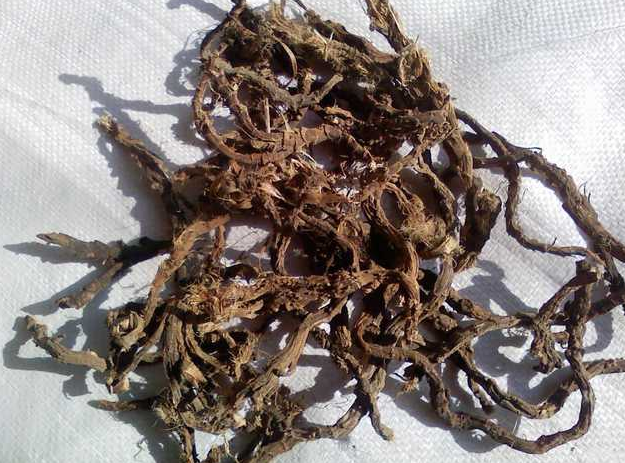 石菖蒲的功效与作用有什么?