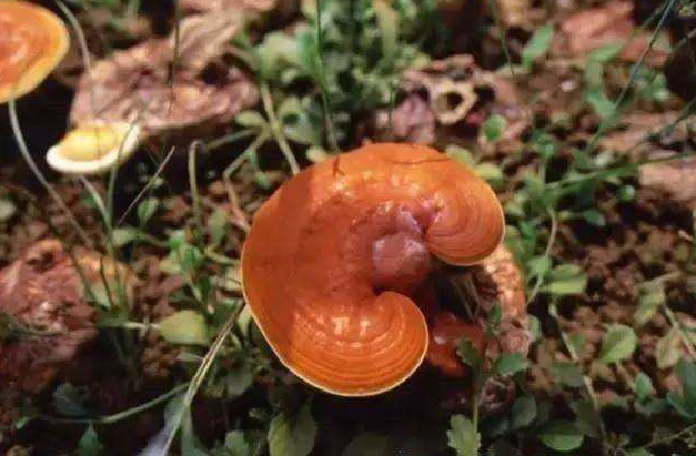 灵芝西洋参泡水喝有哪些功效?