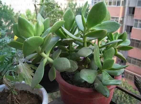 燕子掌的药用价值有什么