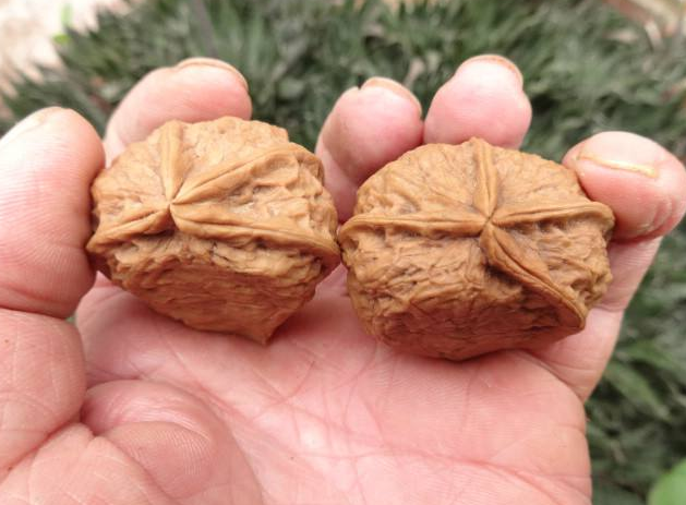 铁核桃的药用价值有什么