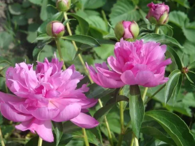 芍药花药用价值有什么