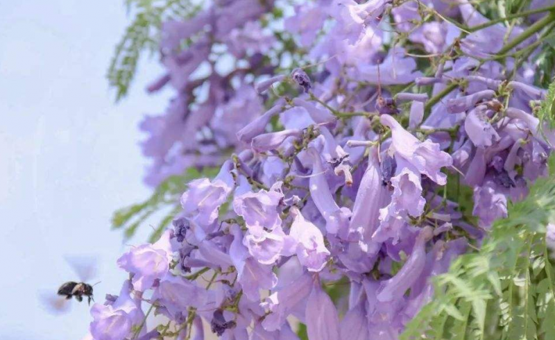 蓝花楹药用价值有什么