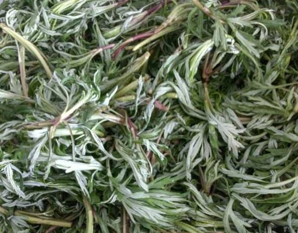 柳蒿芽的作用与功效有哪些呢