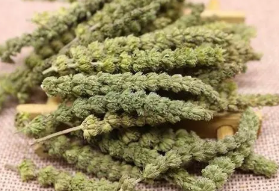 荆芥穗的功效与作用有哪些呢