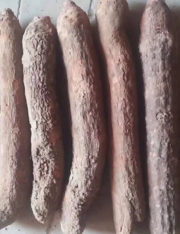 锁阳的保质期是多少