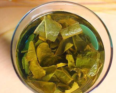 菊苣茶