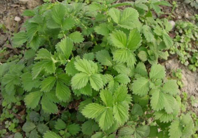 仙鹤草用量