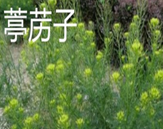 draba-verna-846434_960_720_副本.jpg