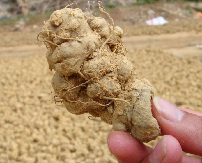 三七怎样保存最好？