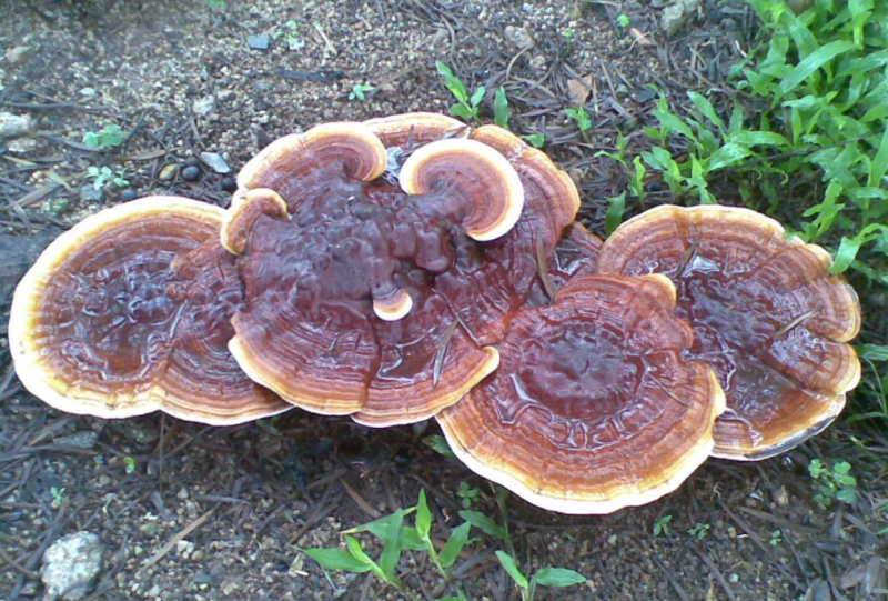 太岁肉灵芝功效