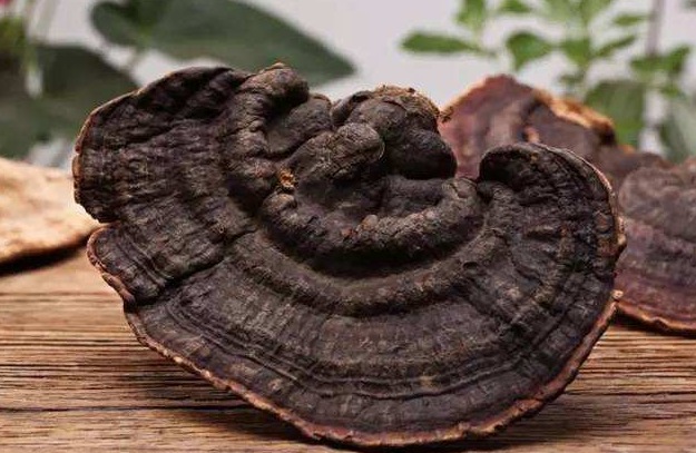 灵芝与什么配伍最好