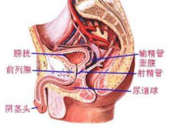 19款前列腺炎食疗方 让你做回“真”男人