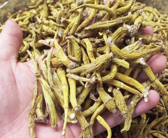 石斛一次用量多少？