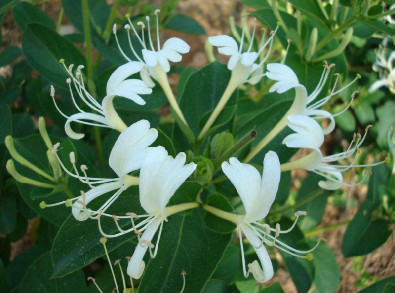 蒲公英金银花胎菊的功效有哪些？
