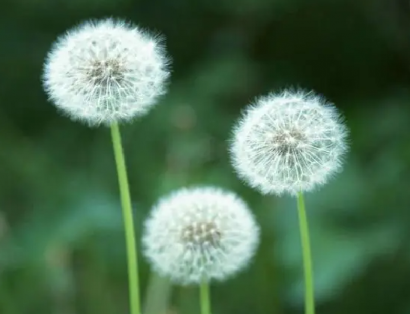如何将鲜的蒲公英晒干？