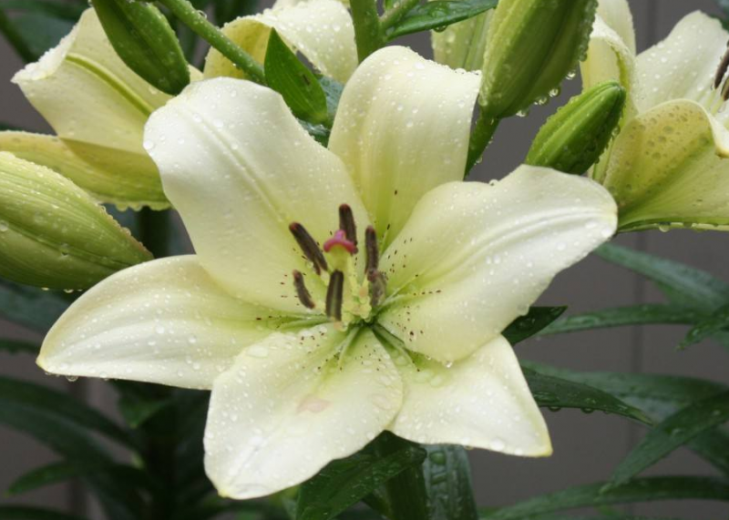 百合要泡吗