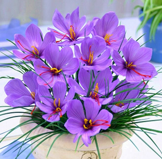 藏红花喝了头晕