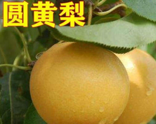 圆黄梨的热量