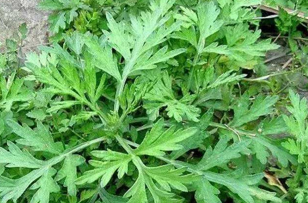 艾草洗头的功效与作用有哪些呢？