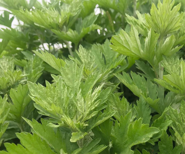 臭艾草的功效与作用？