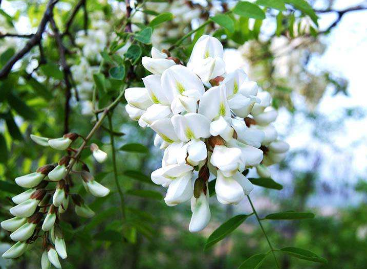 孕妇能吃槐花吗