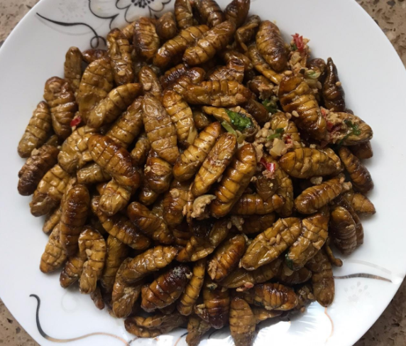 蝉蛹什么时候出来