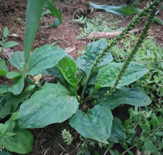 车前草能食用的吗？