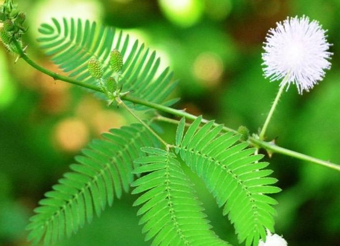 含羞草有什么功效？