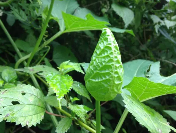 木鳖叶的功效与作用是什么？