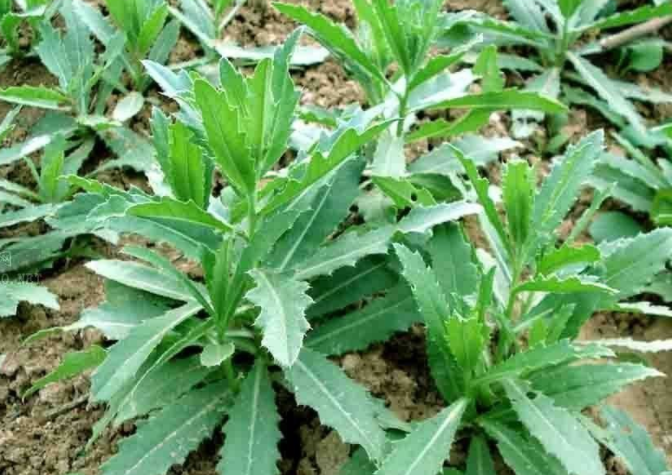 野外常见止血草药