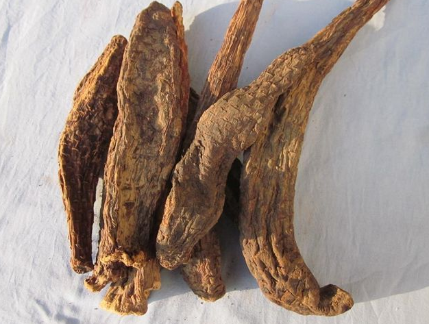 浸酒补肾的中药有哪些
