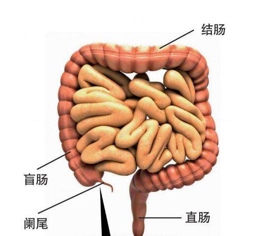 跑步阑尾疼